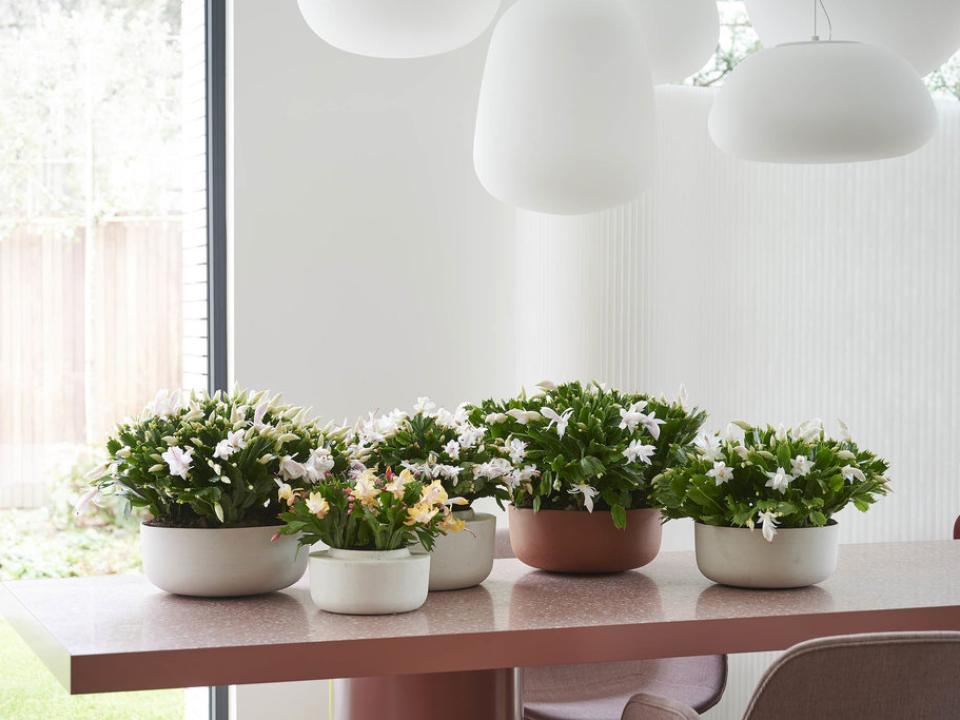 Add the Christmas cactus to your plant collection | Thejoyofplants.co.uk