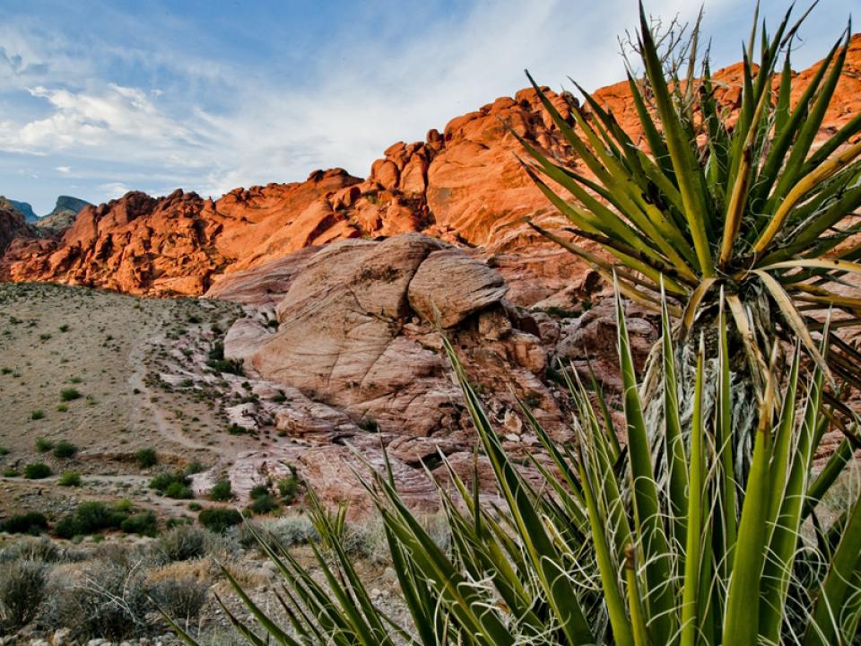 Une sortie pour aller voir le Yucca aux États-Unis