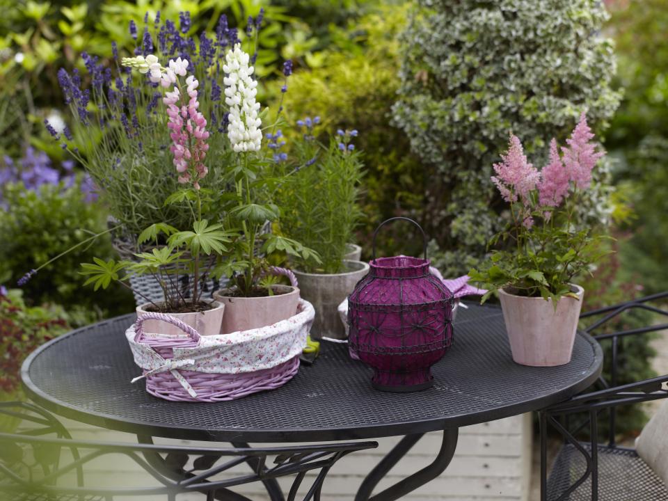 Zomerbloeiers zorgen voor een kleurrijke tuin, mooiwatplantendoen