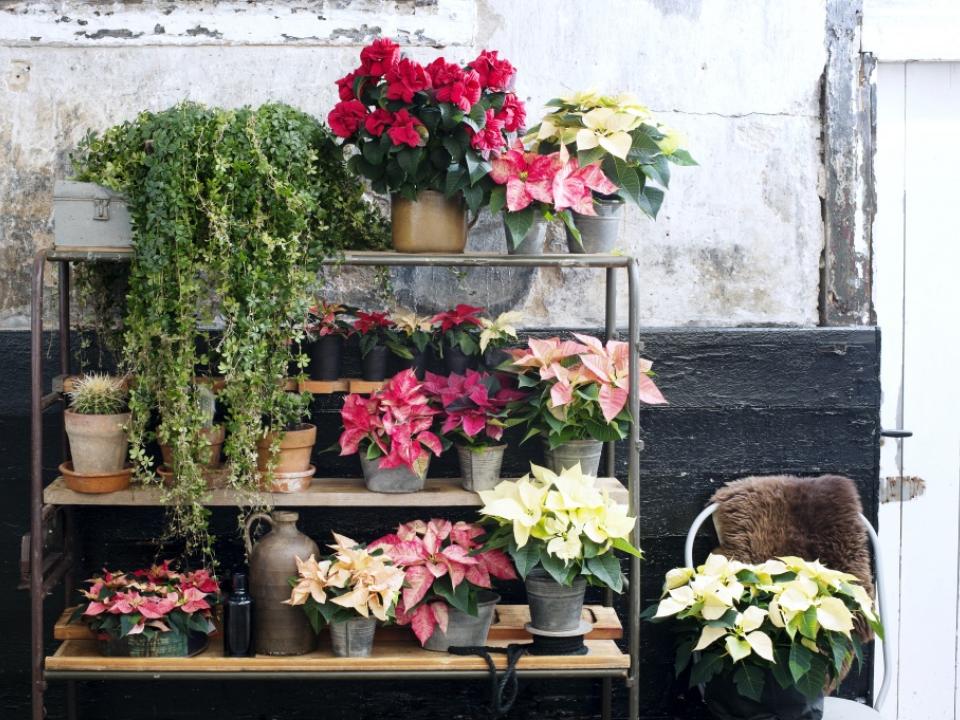 Poinsettia stand Poinsettia stand