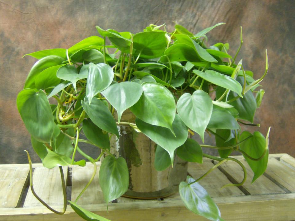 Heart-leaf philodendron