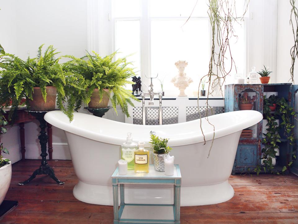 Thrive In Your Bathroom, What Plants Survive In A Windowless Bathroom