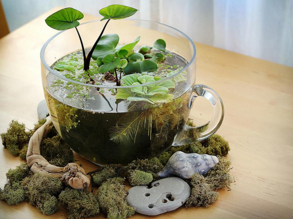 Introducing the indoor water garden