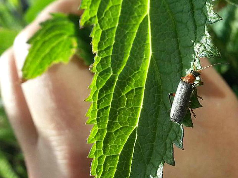 soldier-beetle soldier-beetle