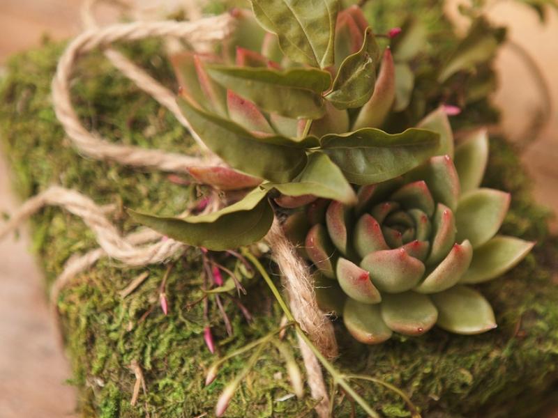 Moss & succulent Wrap
