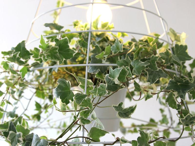 Photosynthesis Lamp met Klimop Photosynthesis Lamp met Klimop Mooiwatplantendoen.nl