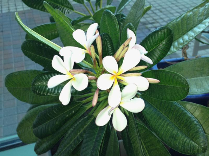 plumeria