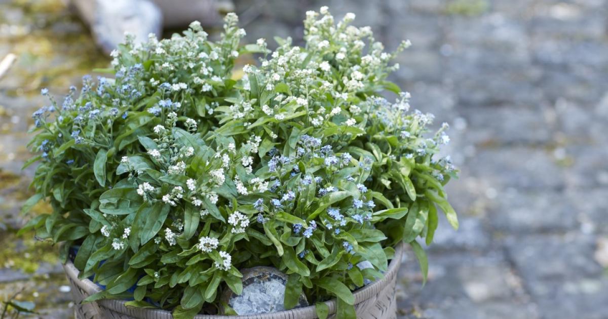 Forget Me Not Florist