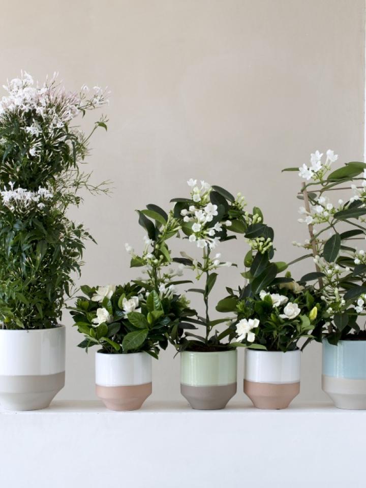 White Fragrant Plants 
