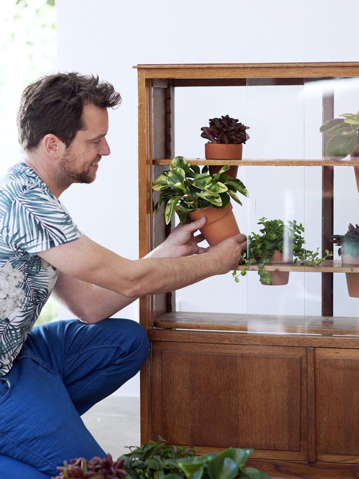 Peperomia Mooiwatplantendoen DIY Peperomia Mooiwatplantendoen DIY