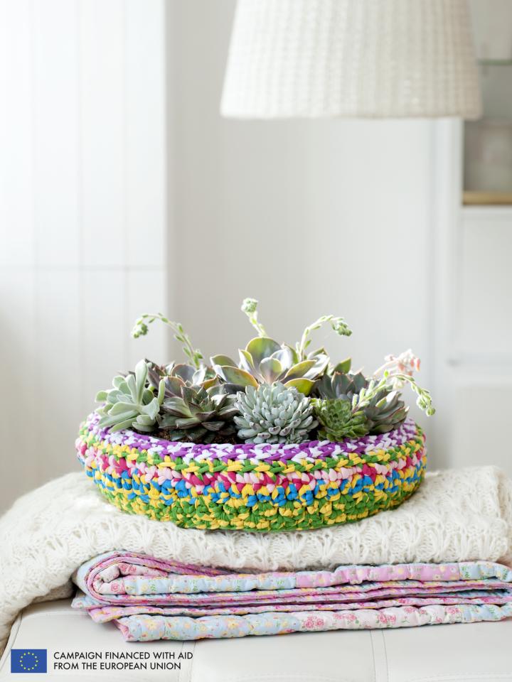 Echeveria is the Houseplant of the Month August - thejoyofplants.co.uk