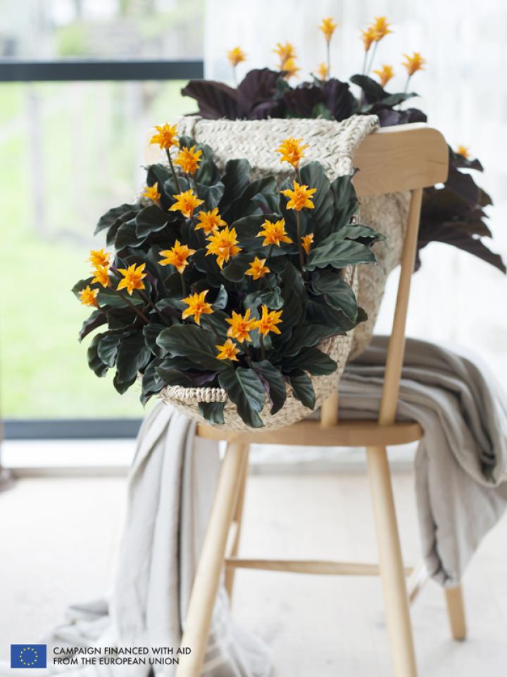    The Calathea is the Houseplant of the month of September 2014 -thejoyofplants.co.uk