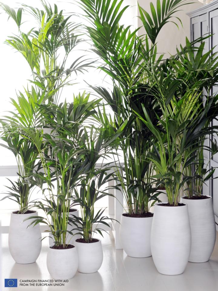 Kentia Palm is the Houseplant for January