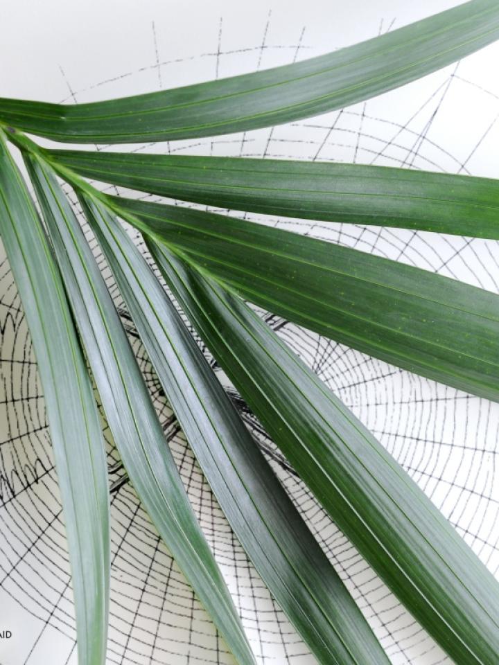 Kentia Palm is the Houseplant for January