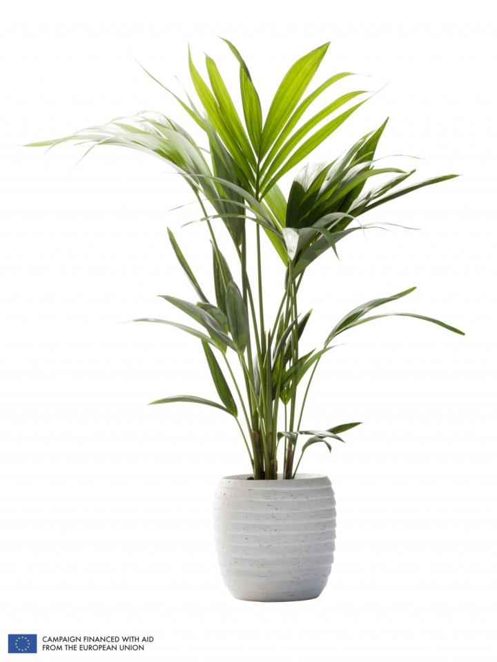 Kentia Palm is the Houseplant for January