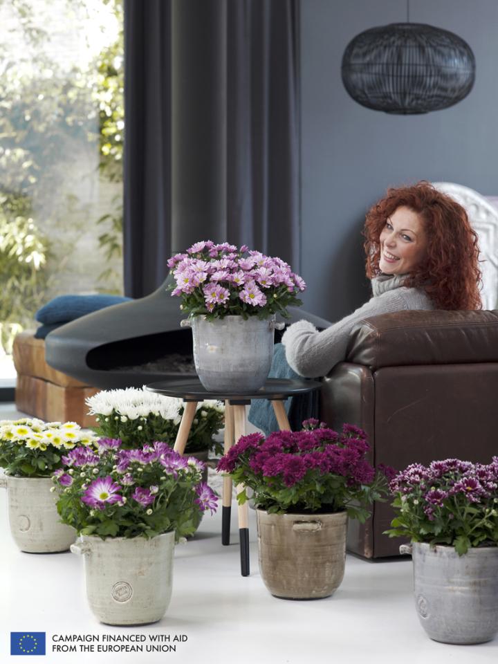    The Pot Mum is the Houseplant of the month of October 2014  thejoyofplants.co.uk