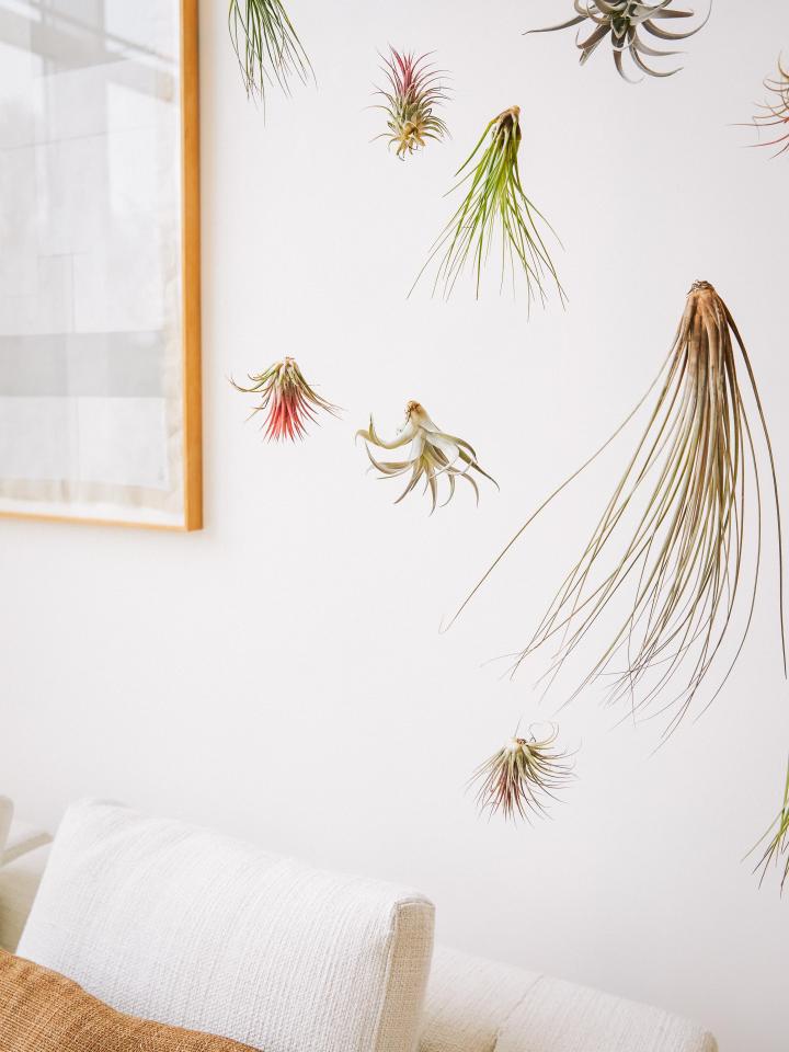 plantenmobiel tillandsia