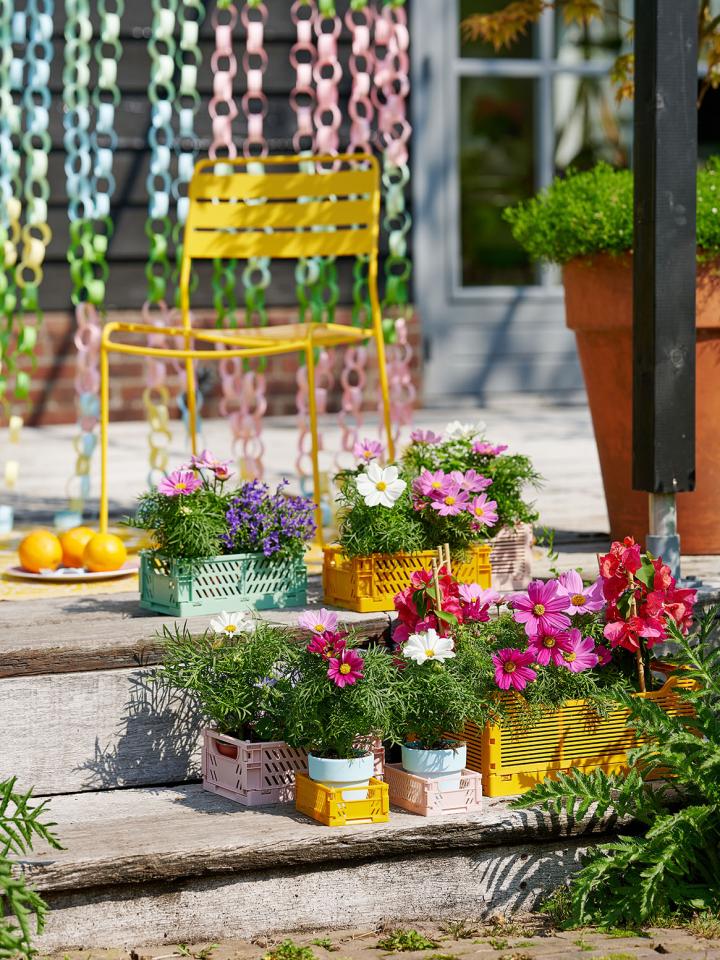 DIY: een kratjestuin met cosmos Mooiwatplantendoen.nl