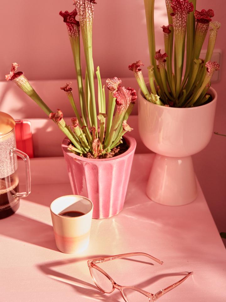 roze planten thuiskantoor