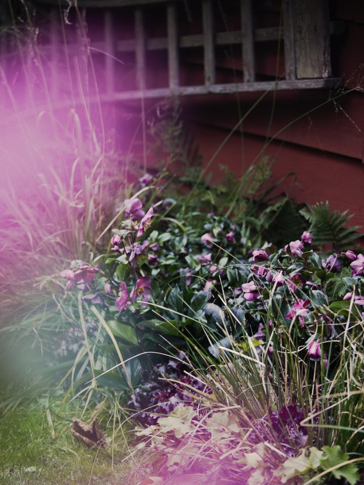 helleborus early red | purperklokje | herfstplanten