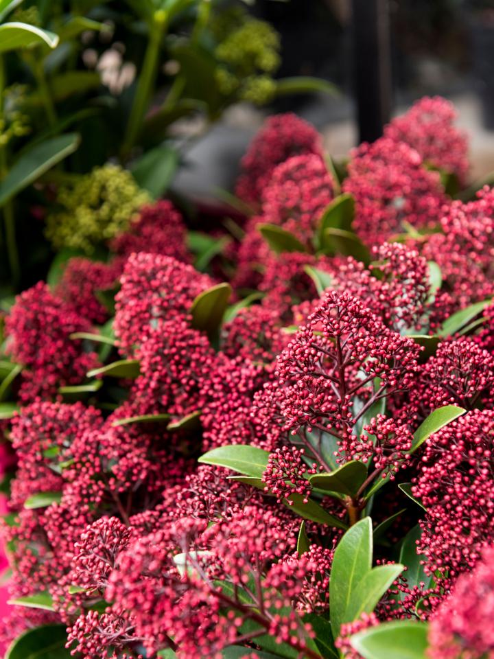 skimmia