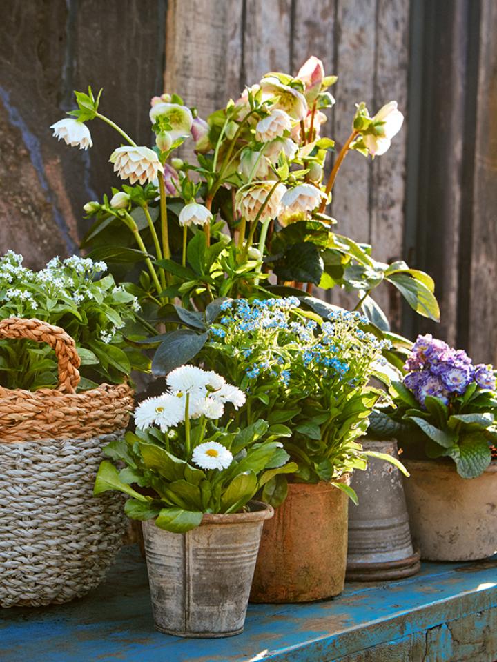 vroegbloeiende planten in pot | tuinplanten 