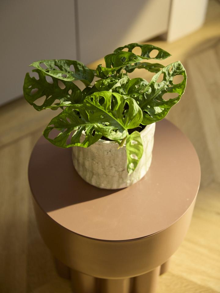 monstera monkey mask