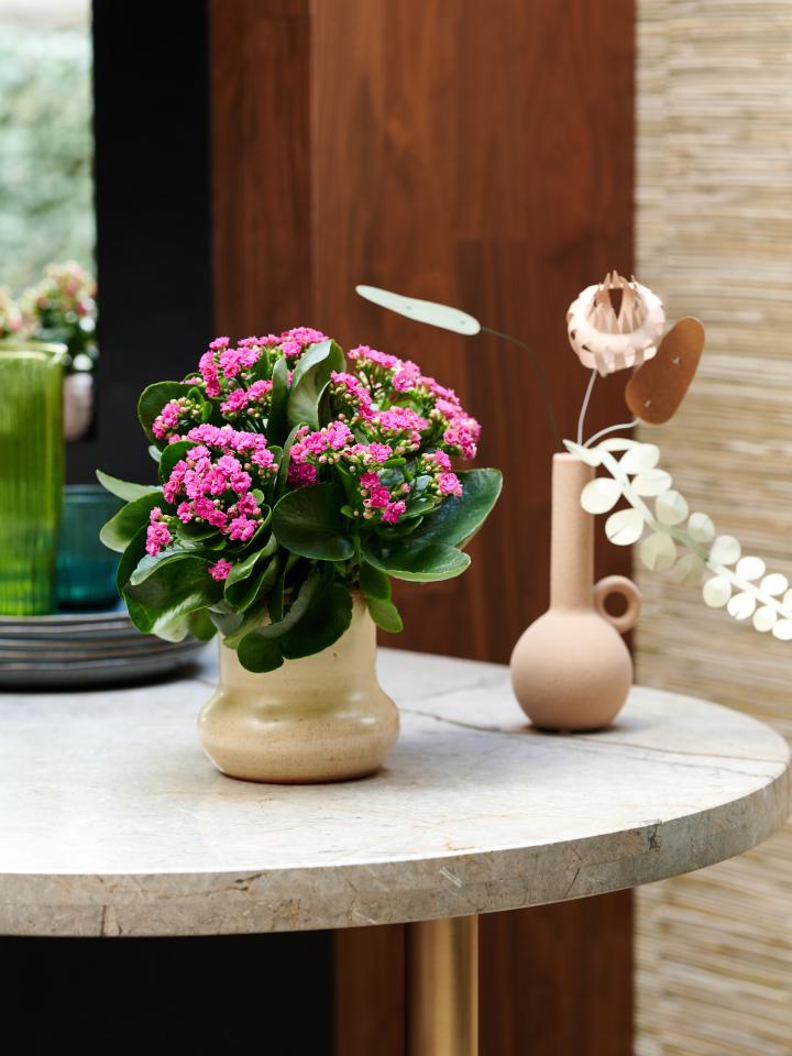 vetplant kalanchoe