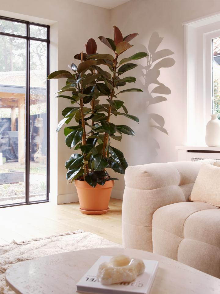 ficus elastica rubberplant | grote kamerplant