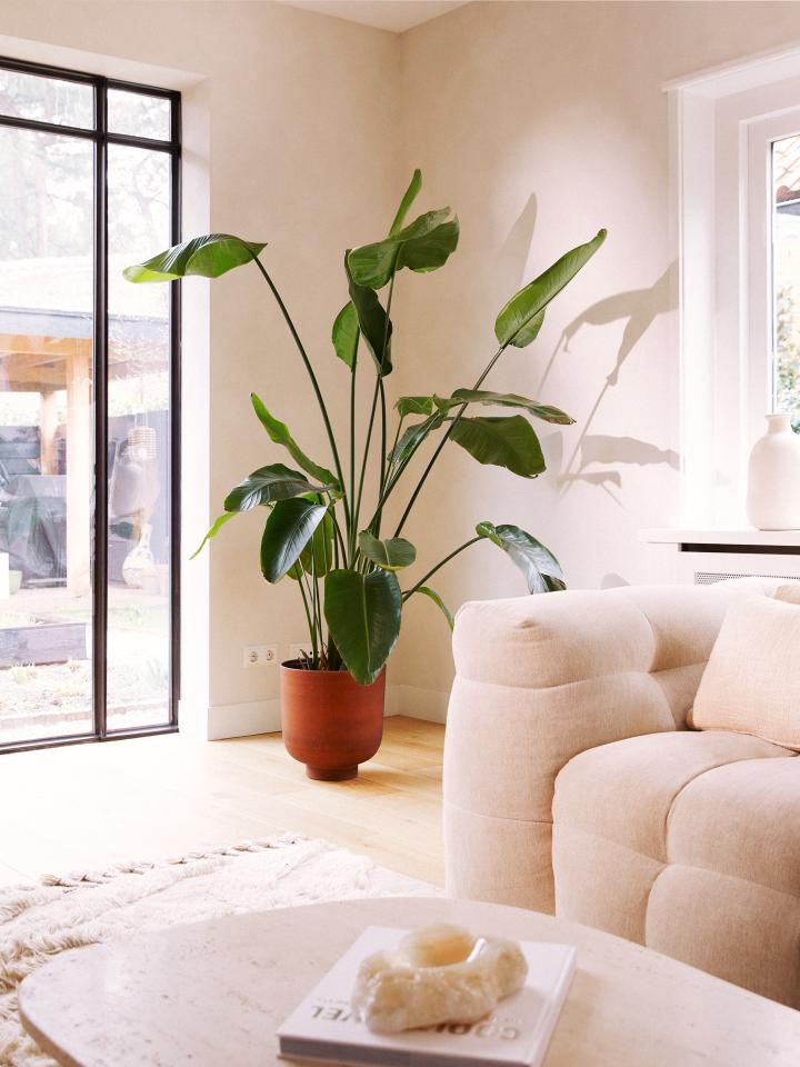 strelitzia | paradijsvogelplant | grote kamerplant