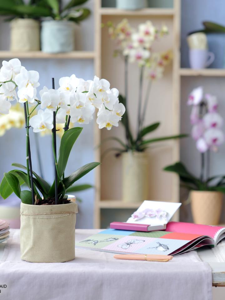 Phalaenopsis - thejoyofplants.co.uk