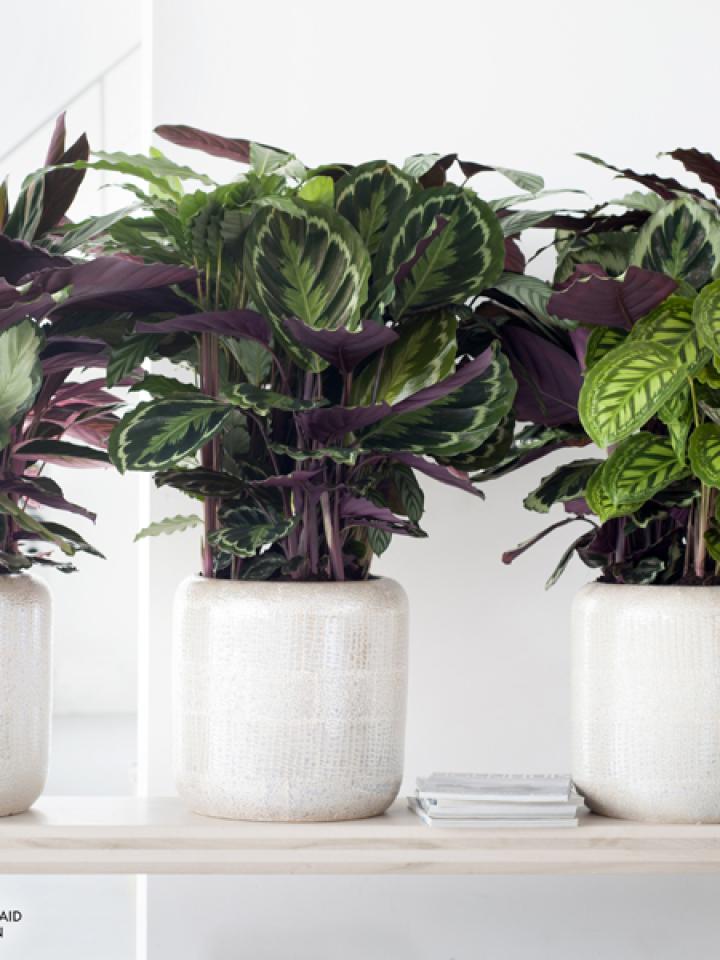    The Calathea is the Houseplant of the month of September 2014 -thejoyofplants.co.uk