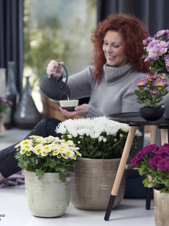    The Pot Mum is the Houseplant of the month of October 2014  thejoyofplants.co.uk