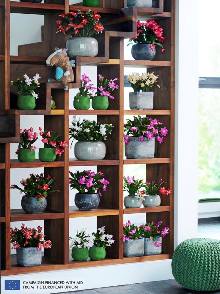 The Christmas Cactus is the Houseplant for November