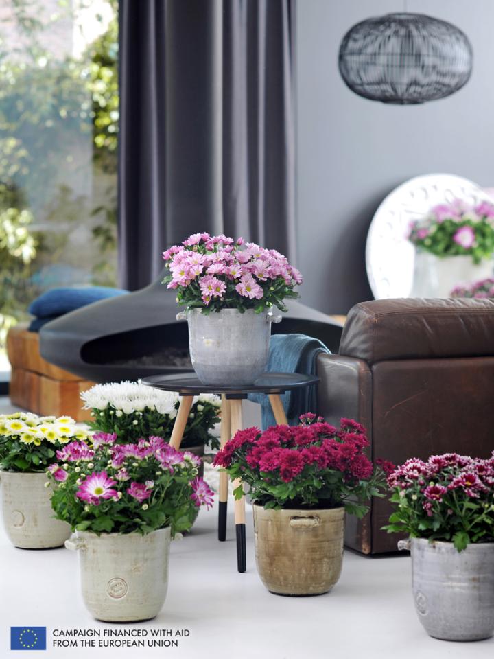    The Pot Mum is the Houseplant of the month of October 2014  thejoyofplants.co.uk