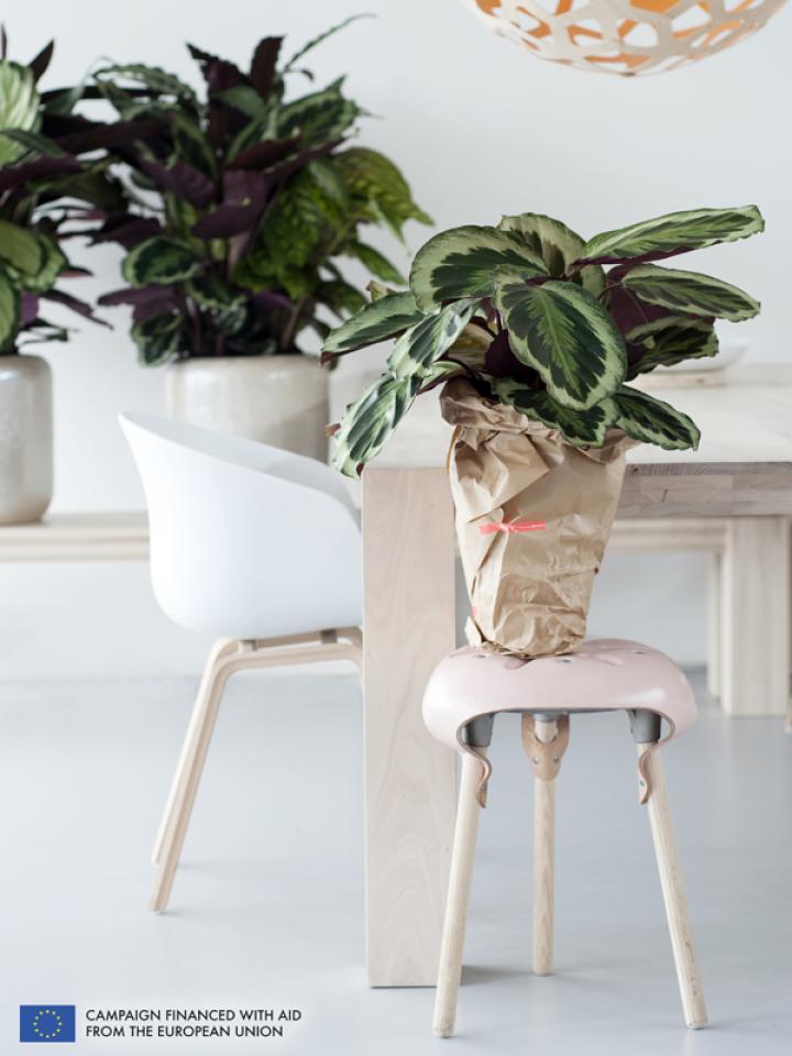    The Calathea is the Houseplant of the month of September 2014 -thejoyofplants.co.uk