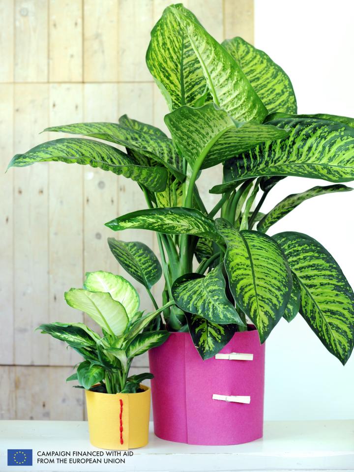 Dieffenbachia