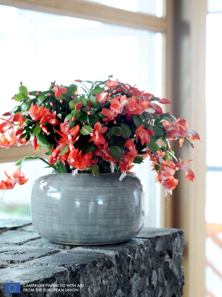The Christmas Cactus is the Houseplant for November