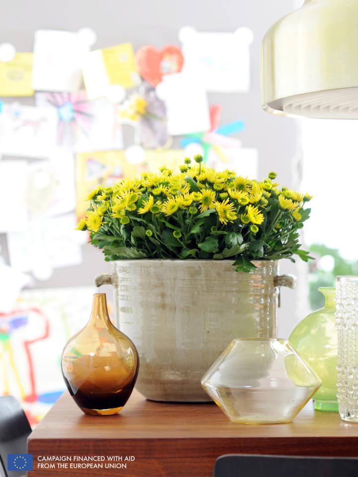    The Pot Mum is the Houseplant of the month of October 2014  thejoyofplants.co.uk