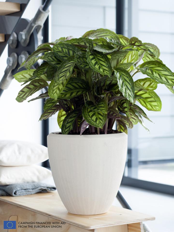    The Calathea is the Houseplant of the month of September 2014 -thejoyofplants.co.uk