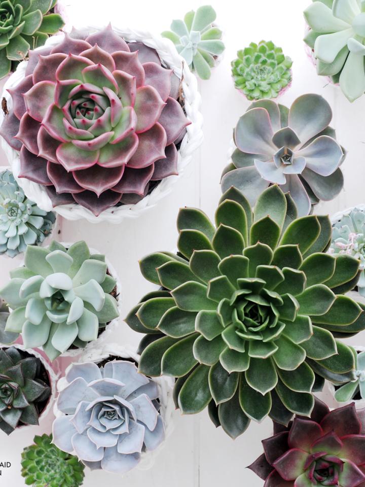 Echeveria is the Houseplant of the Month August - thejoyofplants.co.uk