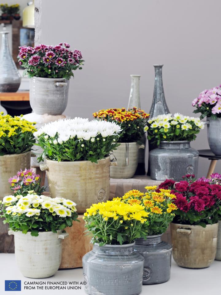    The Pot Mum is the Houseplant of the month of October 2014  thejoyofplants.co.uk