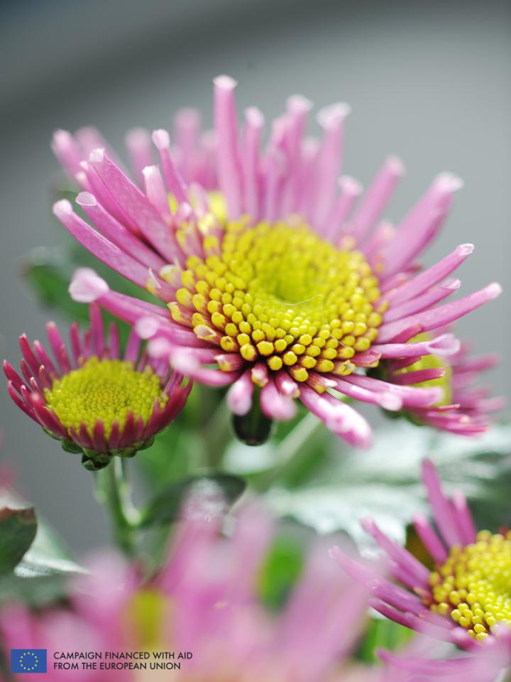    The Pot Mum is the Houseplant of the month of October 2014  thejoyofplants.co.uk