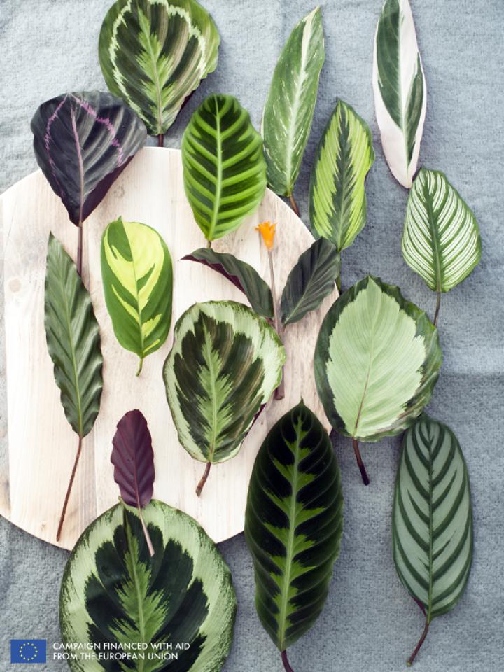    The Calathea is the Houseplant of the month of September 2014 -thejoyofplants.co.uk