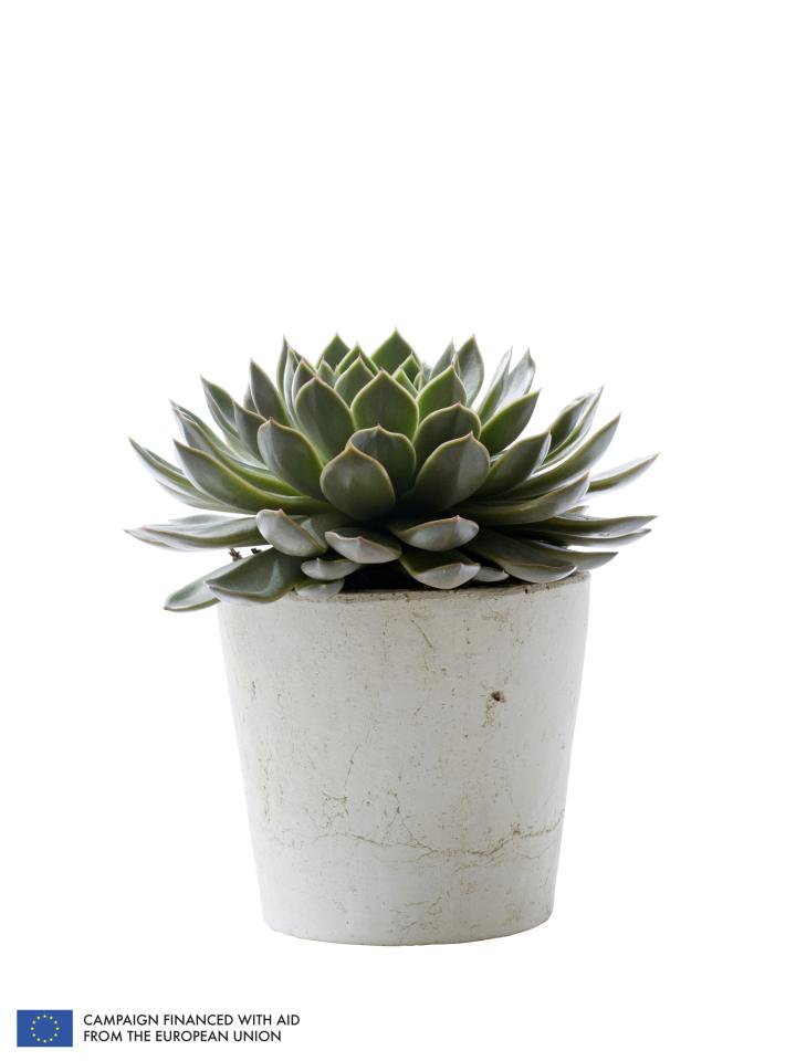 Echeveria is the Houseplant of the Month August - thejoyofplants.co.uk