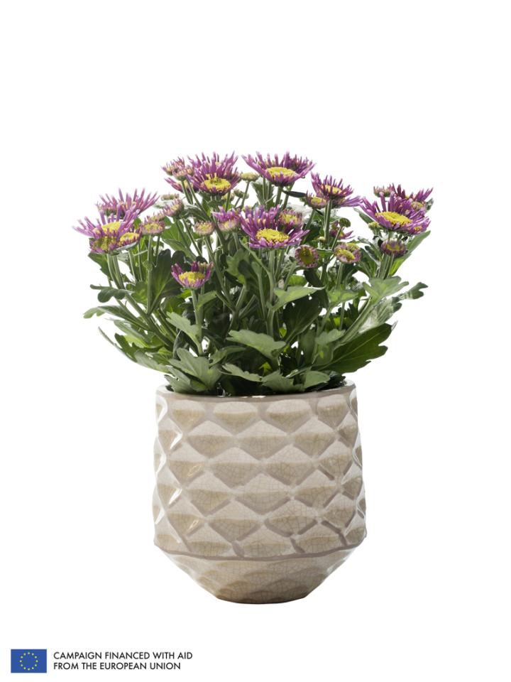    The Pot Mum is the Houseplant of the month of October 2014  thejoyofplants.co.uk
