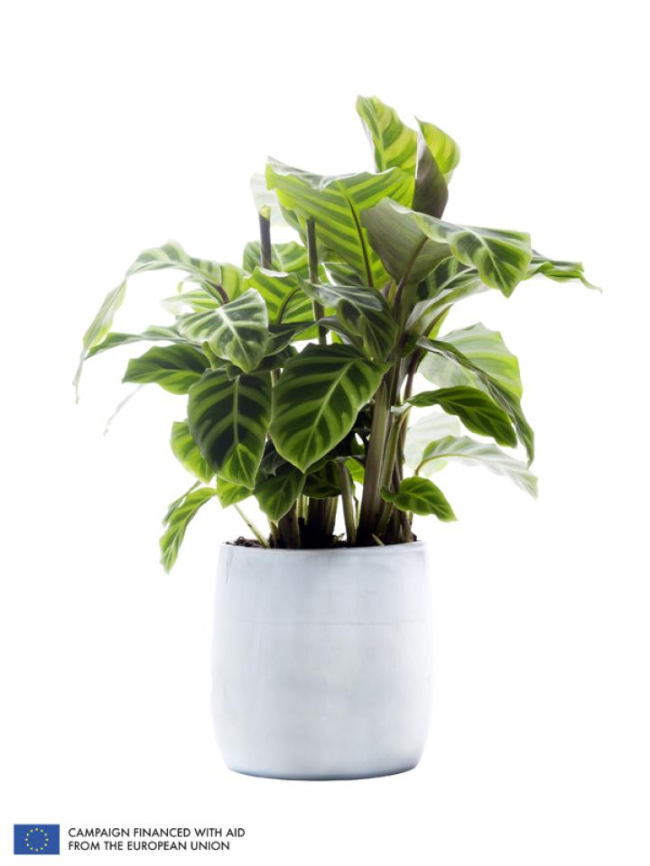    The Calathea is the Houseplant of the month of September 2014 -thejoyofplants.co.uk