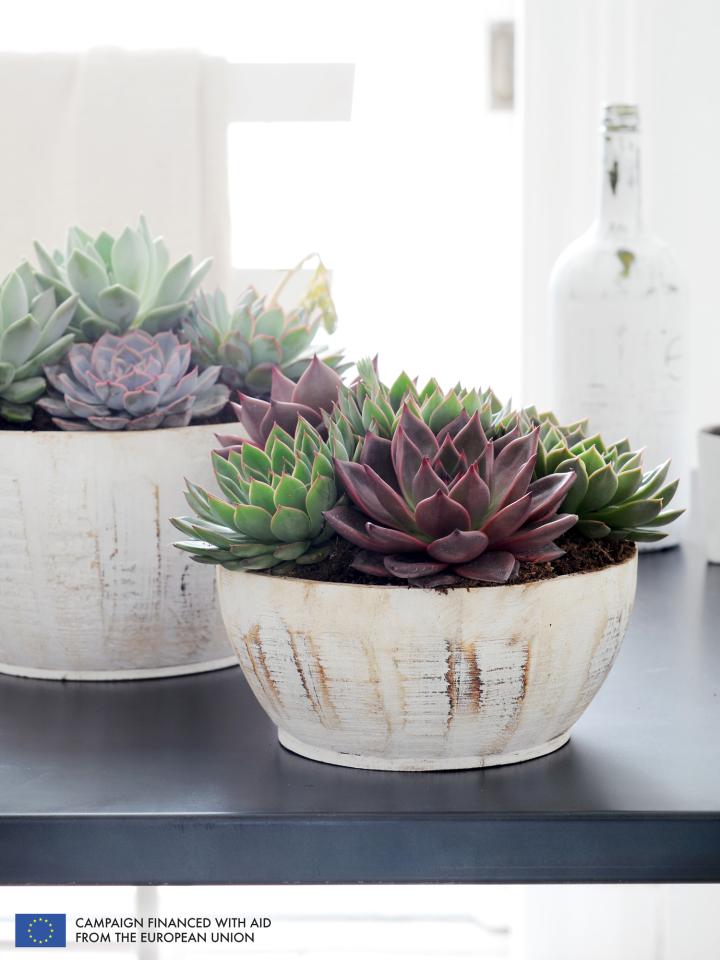 Echeveria is the Houseplant of the Month August - thejoyofplants.co.uk