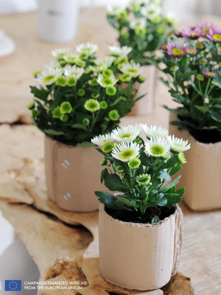    The Pot Mum is the Houseplant of the month of October 2014  thejoyofplants.co.uk