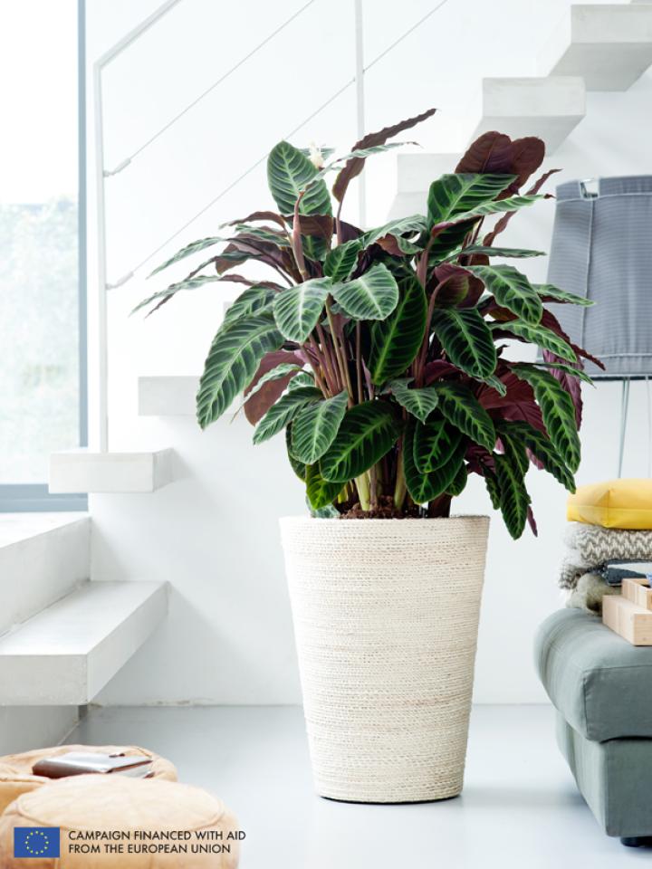    The Calathea is the Houseplant of the month of September 2014 -thejoyofplants.co.uk